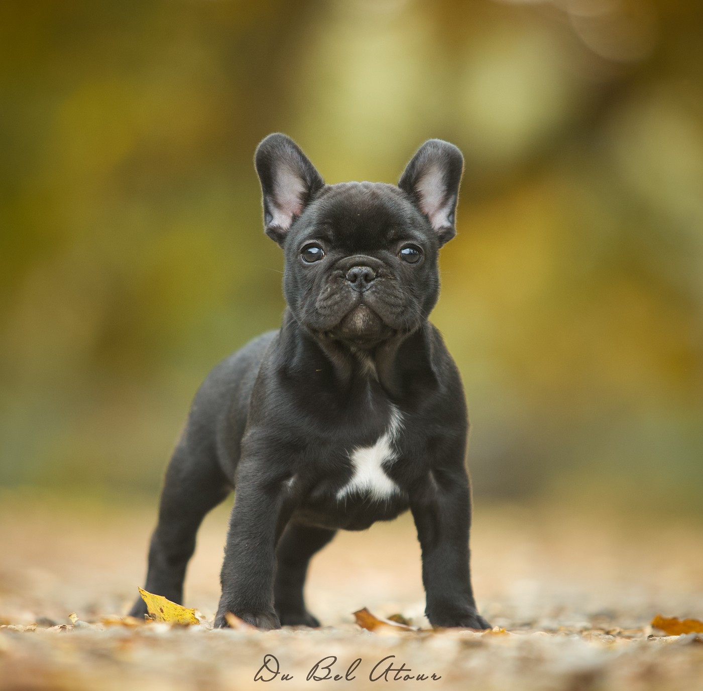 Du Bel Atour - Chiots disponibles - Bouledogue français