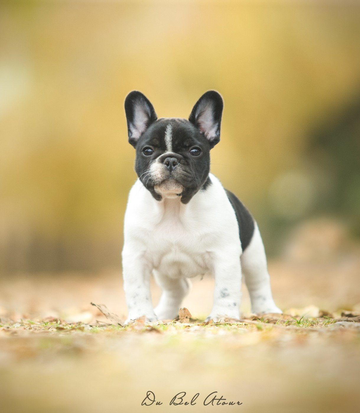 Du Bel Atour - Chiots disponibles - Bouledogue français