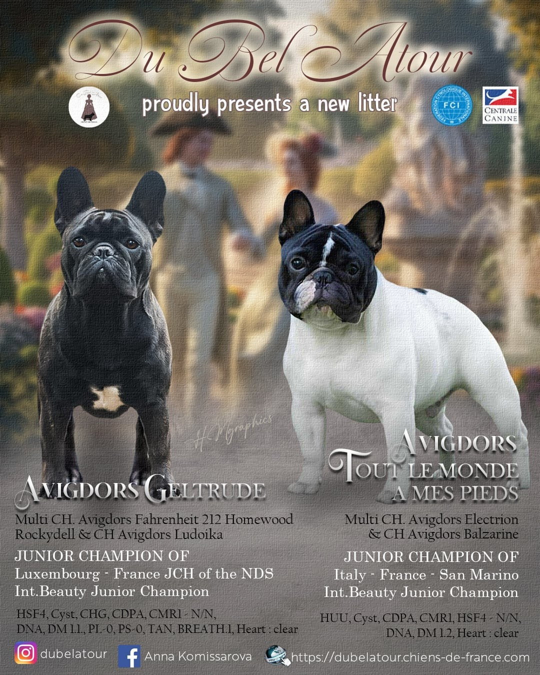 Chiot Bouledogue français Du Bel Atour